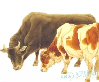 1949年屬牛男每月：1949年屬牛是什麼命