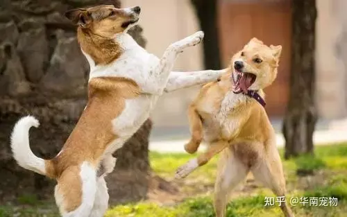 2、狗和什麼是上等婚:屬狗的和什麼屬相最配