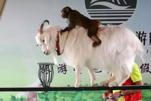 1、屬羊可以和屬猴的婚配嗎:屬羊和屬猴的相配嗎