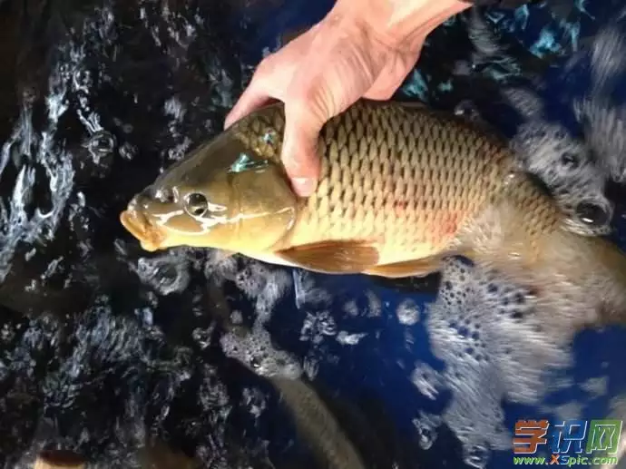夢見河裡乾涸空手抓魚：周公解夢夢見河裡水幹了好多人在裏面抓魚