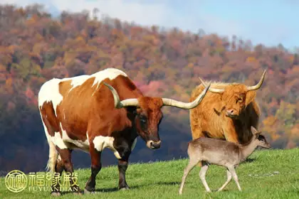2、牛兔婚配的運勢怎麼樣:牛和兔相配嗎