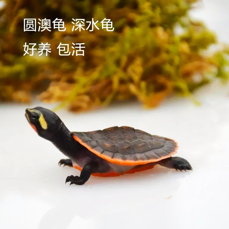 十大最值得養的深水龜：深水適合養什麼烏龜