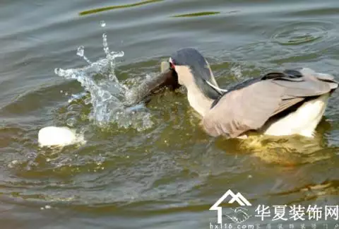 女人夢見用網撈魚是什麼意思：夢見用網在河裡撈到了活魚是什麼意思