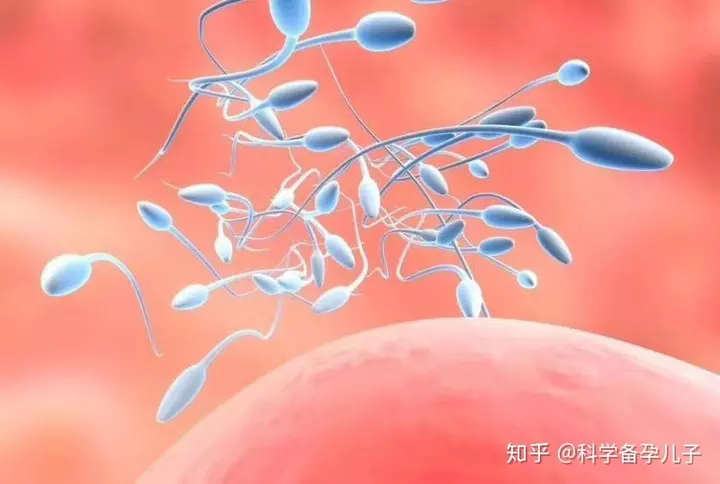 1、想要兒子應該怎麼備孕:想要個兒子男人怎麼備孕