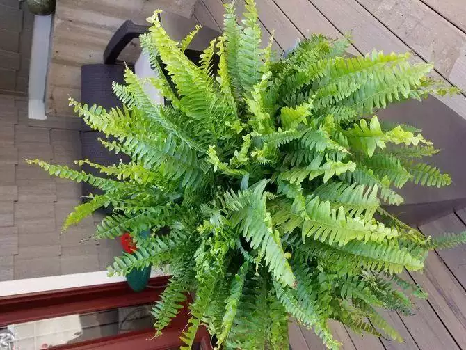 2、十大凈化空氣植物:卧室凈化空氣植物有哪些