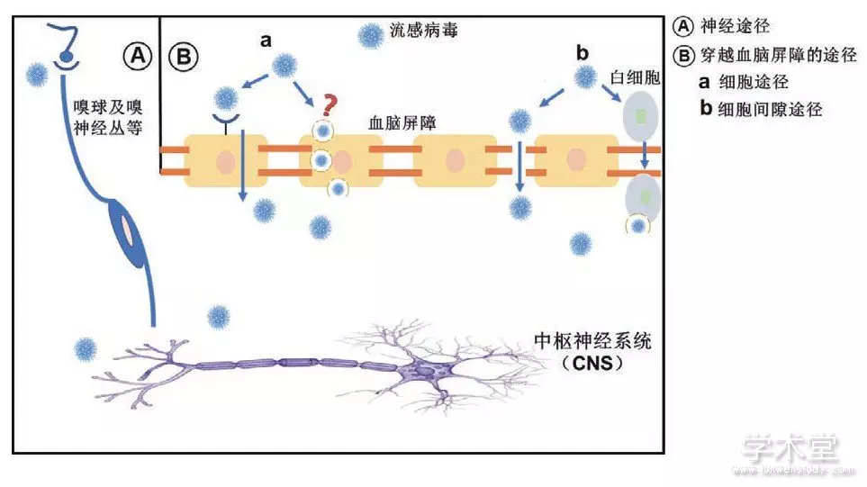 1、物質轉運的方式有哪些:簡述細胞膜物質轉運的方式有哪些