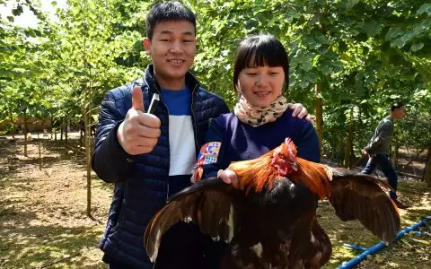1、九幾年屬雞男婚配:93年屬雞的和什麼屬相最配最合適呢
