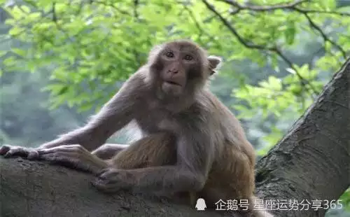 2、屬猴年離婚:離婚新規年？