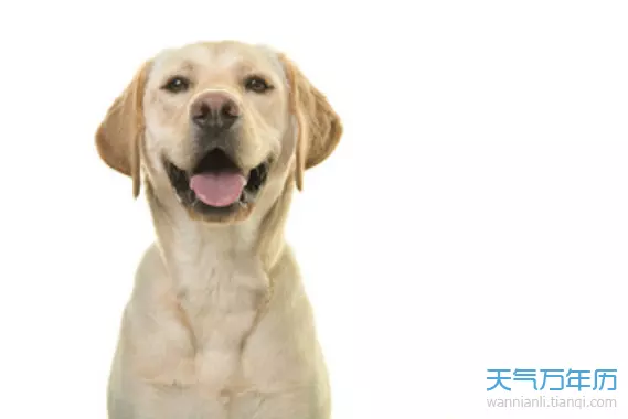 屬相是看年份還是生辰：屬什麼生肖是看年的還是看出生時辰的