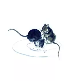 老鼠屬相和屬馬相衝嗎：屬馬的和屬鼠的，屬相上可以嗎