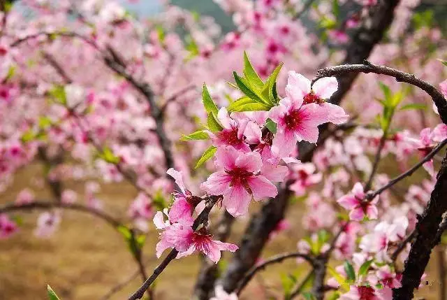 2、屬羊79年女的婚配:79年屬羊的配偶