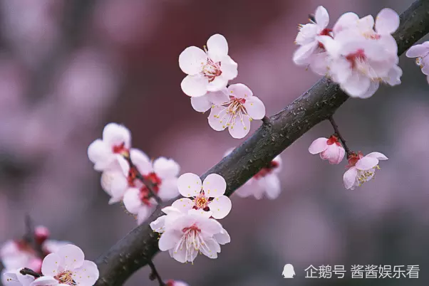 屬相牛桃花運：屬牛人年全年運勢詳解