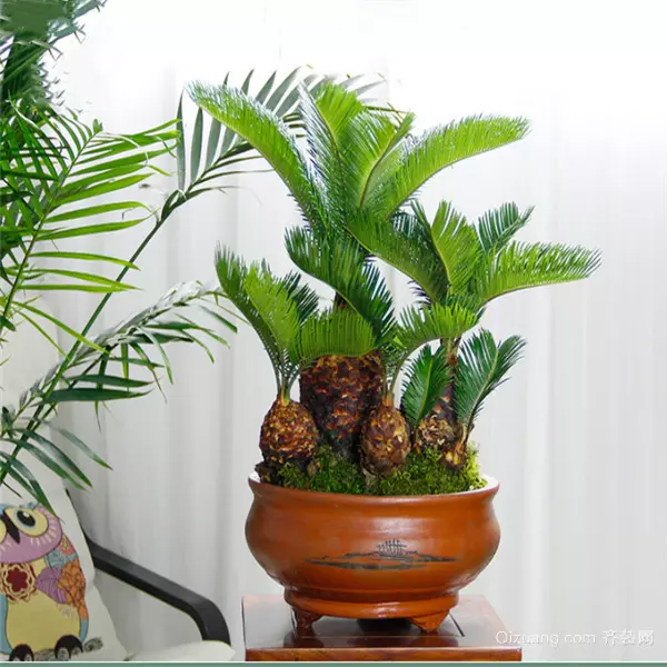 屬兔人養什麼植物最旺：屬兔人養什麼植物可以招財