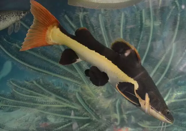 2、招財貓魚圖片:招財貓魚倒立是正常嗎？這種魚是不是就是這樣的？
