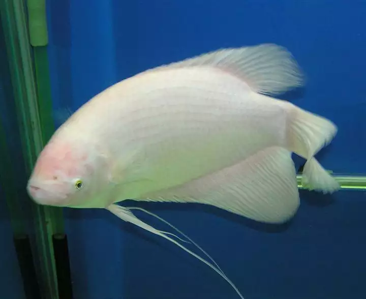8、深海招財魚圖片:招財魚辨別公母（有圖）重賞