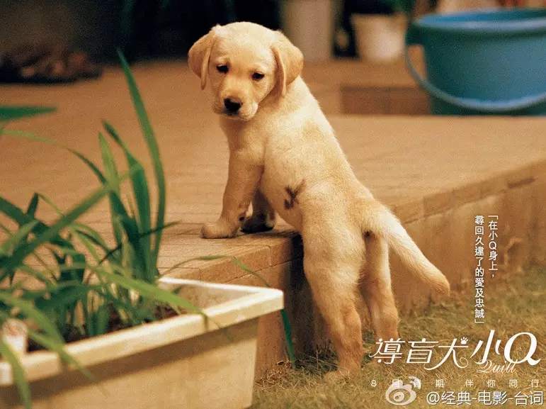 龍和狗真的不能結婚嗎：龍狗婚姻真的不適合嗎？