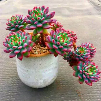 1、肉肉植物有多少品種圖片:植物景天科有哪些品種及圖片大全
