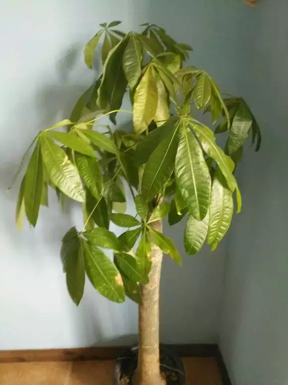 1、發財樹恭弘=叶 恭弘子發黃是什麼原因:發財樹恭弘=叶 恭弘子發黃了怎麼辦？