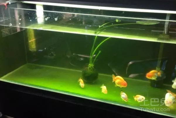 在家裡養魚養幾條最好：家裡養魚養幾條最好 養魚風水講究有哪些
