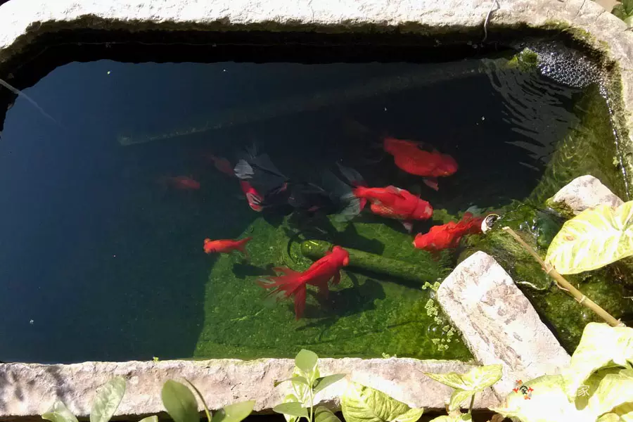 家裡有三個屬相不能養魚：什麼屬相人家裡不能放魚缸