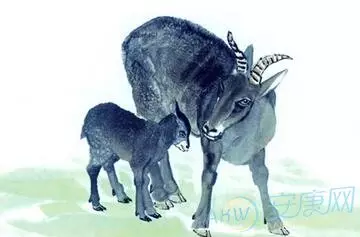 屬羊人適合生哪個屬相的孩子：屬羊生什麼屬相的孩子好