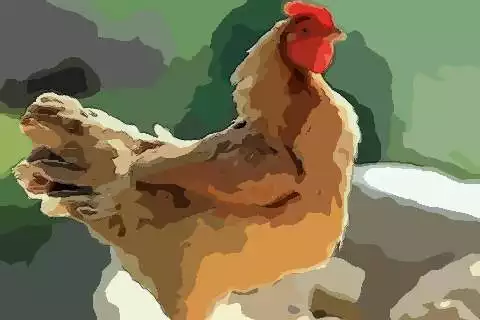 屬雞年偏財運：雞人遇牛年運勢如何
