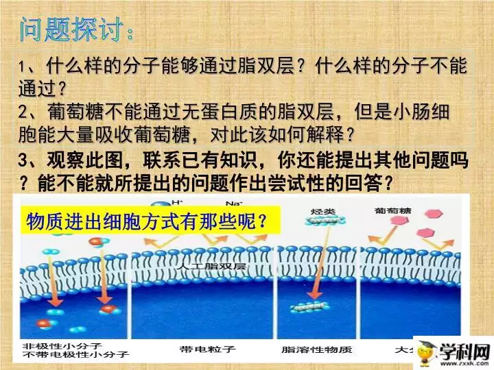 3、三種跨膜運輸方式舉例:【教案】物質跨膜運輸的方式