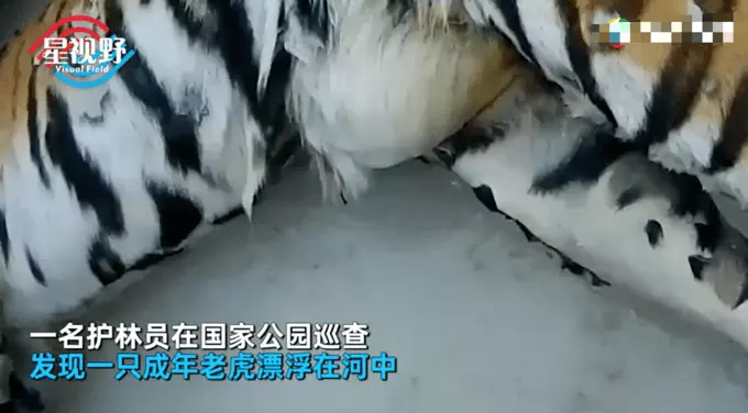 1、屬兔與屬虎婚配好不好:屬虎與屬兔婚配好嗎
