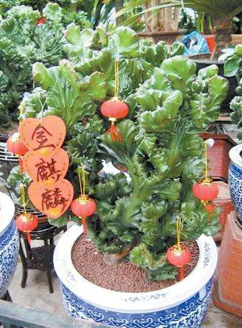 4、辟旺宅旺財的陽台植物:家裡養哪些花招財辟