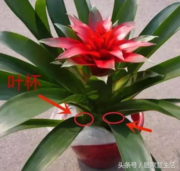 2、什麼花招財又旺宅好養:家中適合養什麼花招財納福