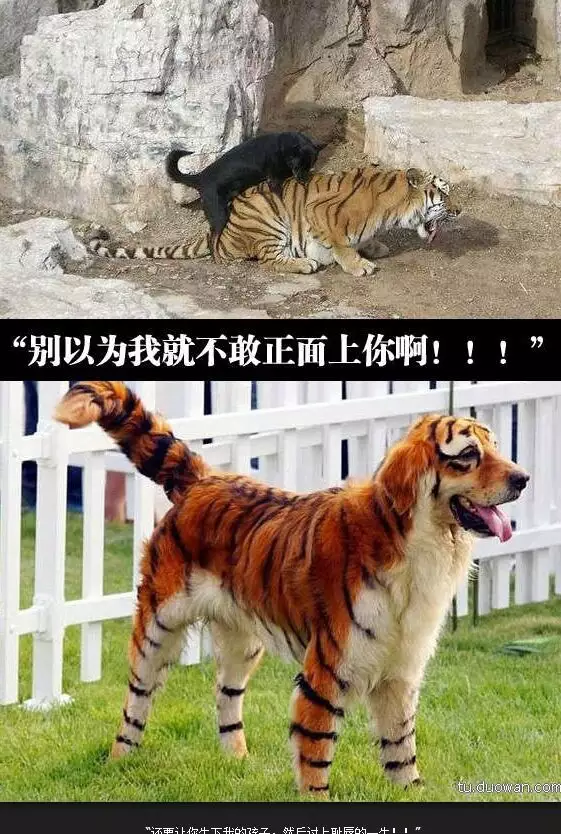 3、男虎和女狗婚配好欠好:屬虎男生和屬狗女生婚姻配嗎？