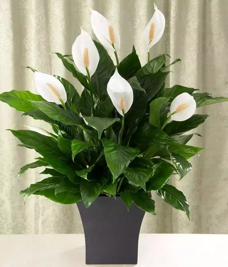 5、適合室的50種花:如果室花的話，最適宜樣什麼花？？？