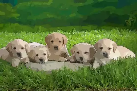 狗的屬相幾月份出生好：屬狗的幾月出生最好