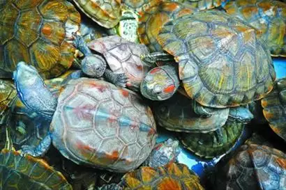 家裡養巴西龜好嗎風水說法：養巴西龜對風水好嗎？