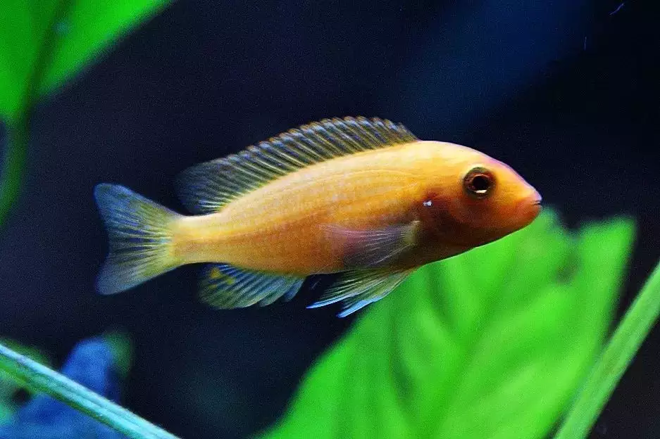 屬相缺火的人適合養魚嗎：五行缺火的人家裡可以擺魚缸嗎