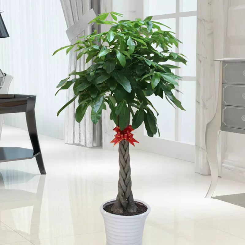 1、綠植髮財樹圖片大全:盆栽發財樹如何養殖？要注意什麼？