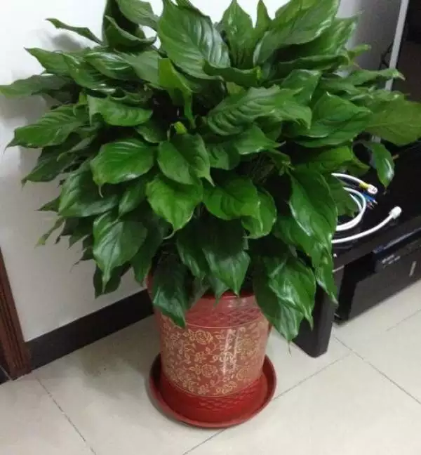 1、適合家裡養的聚財綠植:家裡養什麼花招財好？
