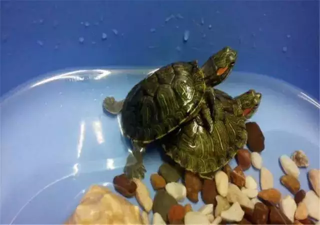 家養烏龜放在什麼位置比較好：室內擺放烏龜的位置有什麼說法嗎？