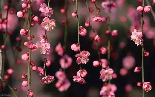 2、八字免費查桃花算命:八字中怎麼查桃花