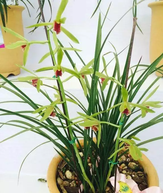 2、什麼樣的人會去養蘭花:喜歡養蘭花的男子是什麼性格