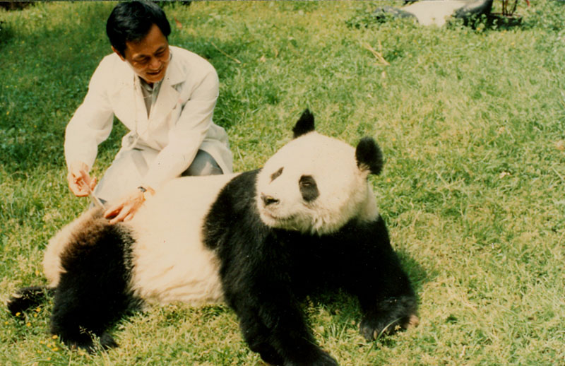 十二屬相起死回生的動物：古代十二生肖有哪些是起死回生縱生的