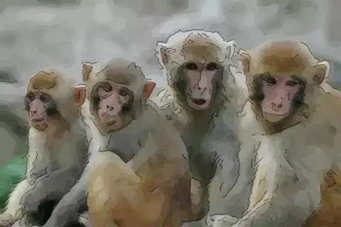 猴年人生什麼屬相的寶寶：屬猴和屬豬的生個什麼屬相的寶寶好啊