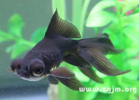 夢見魚是什麼意思有什麼預兆：夢見魚是什麼預兆？