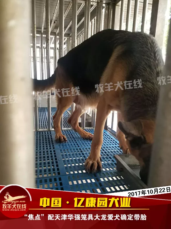 3、大龍狗婚式和方式:屬龍和屬狗可以婚配嗎？