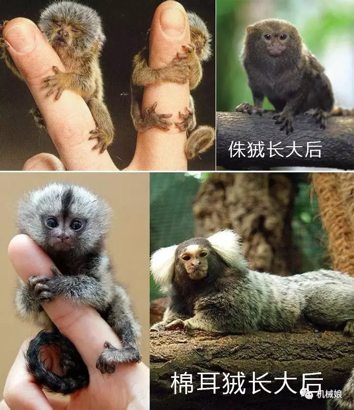5、猴子和鼠的合適婚配嗎:猴子和老鼠的婚配之說