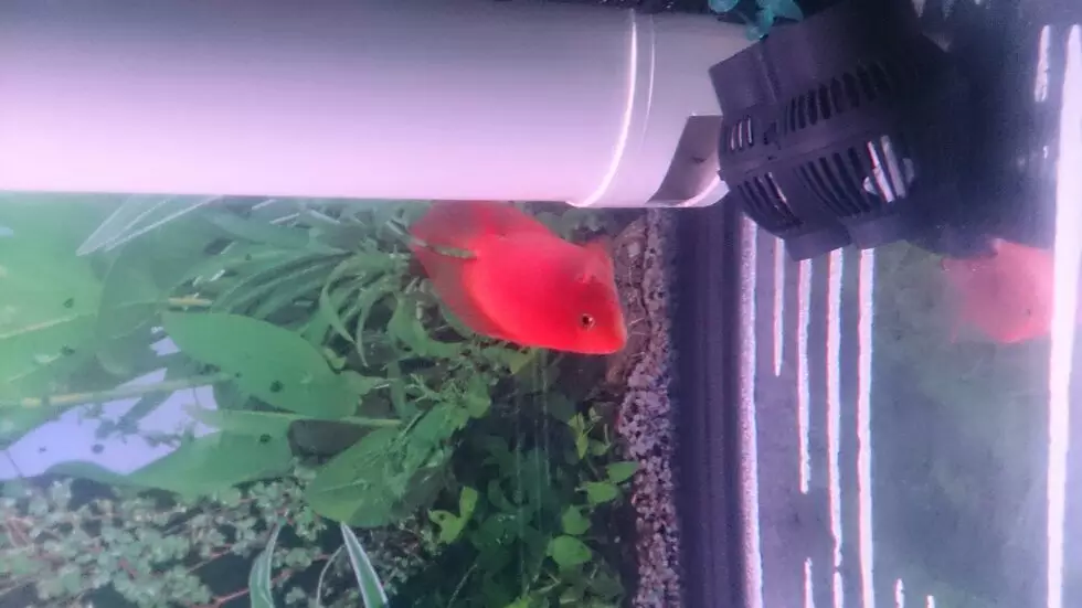 1米5魚缸養什麼魚最好：1米5的缸養什麼魚
