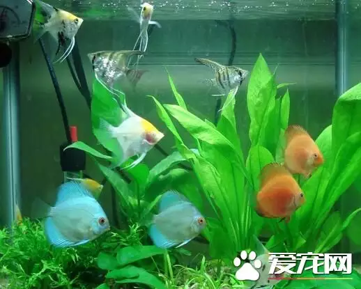1、招財貓魚吃啥:招財貓魚吃什麼？一定要是要喂活食嗎？