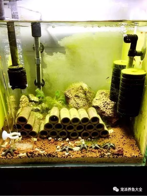 家庭魚缸養幾條魚最好：家裡養魚養幾條為好