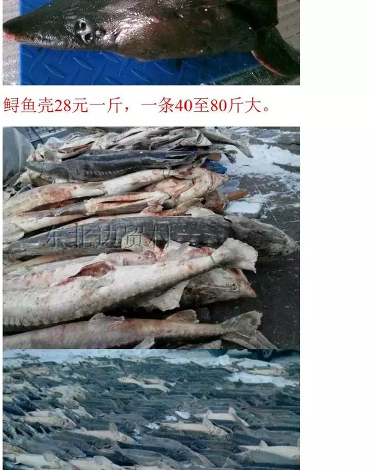 女人夢見在水裡抓到活魚大魚：夢見好多魚,還抓了幾條小魚,一條大魚?