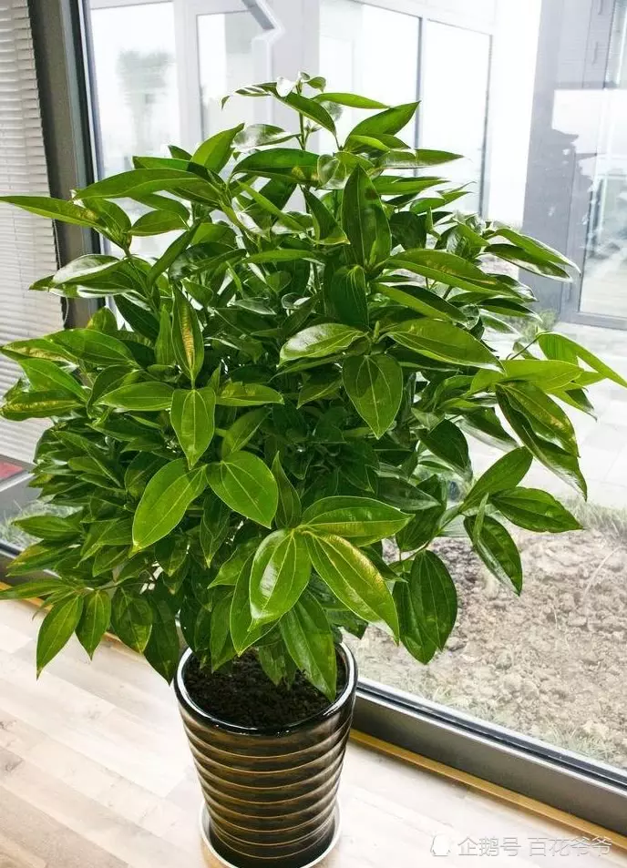3、室外招財植物有哪些:家裡放什麼植物可招財